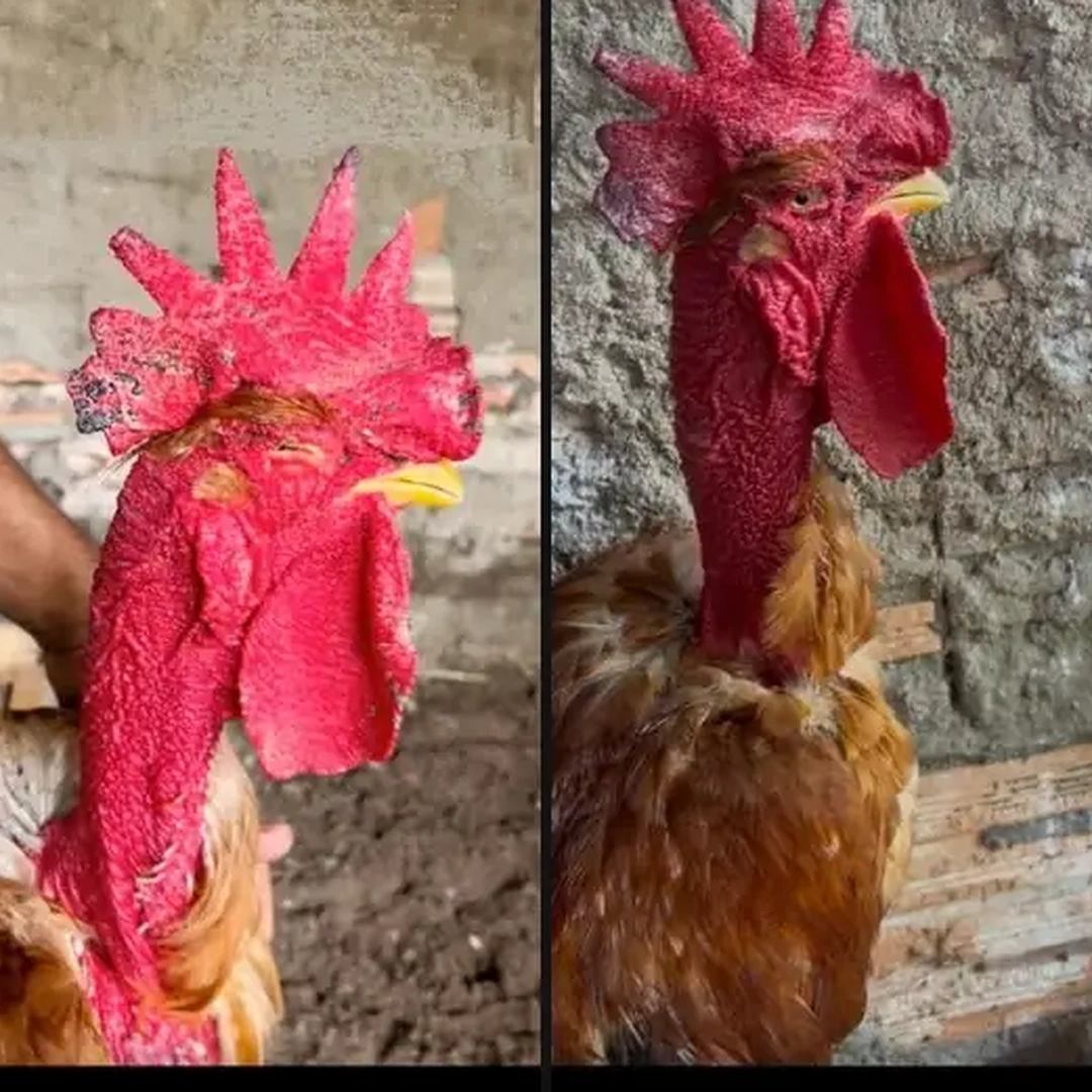 Coriza Infecciosa